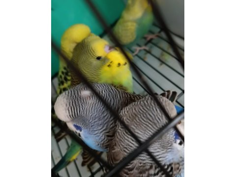 Yeni Yeme Düşmüş Muhabbet Kuşu Yavrular