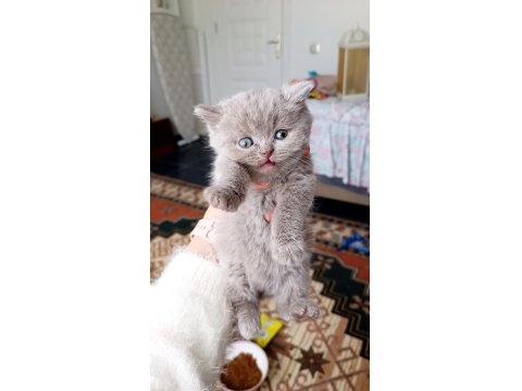 Lilac British Shorthair Kedimiz