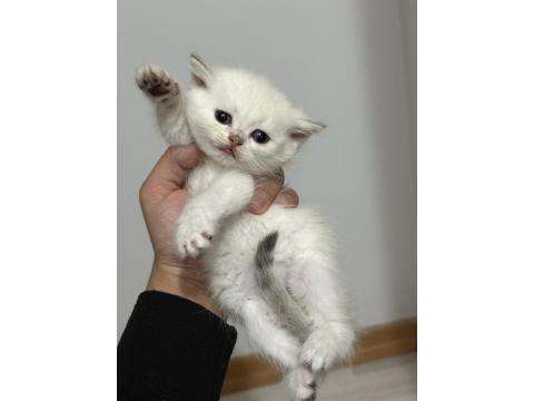 Sevimli Oyuncu Yavru Kediler