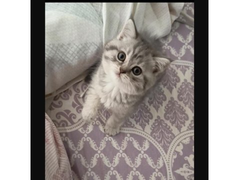 Yavru Ve Minik Kedimiz