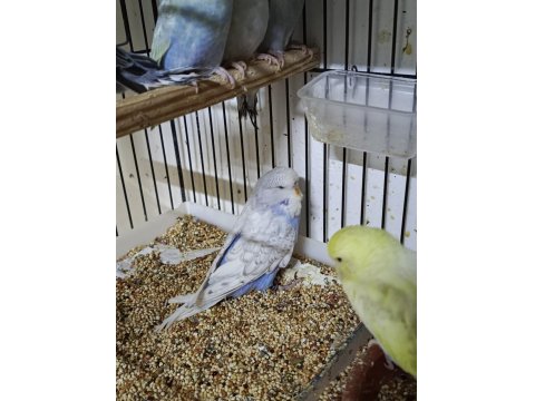 Mutasyon Üst Vasıf Show Muhabbet Kuşu Yavrular