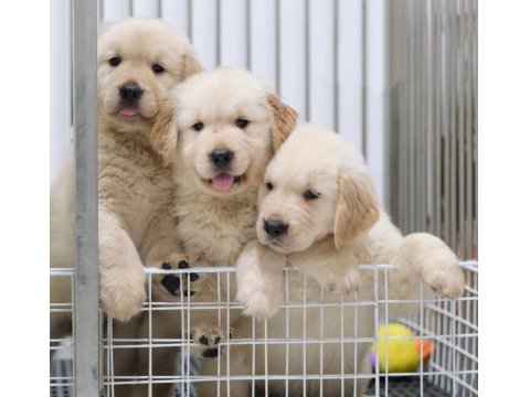 Sevimli Golden Retriever Yavruları