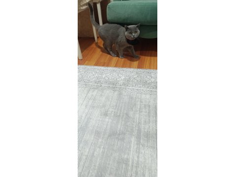 British Shorthair Kedimi Sahiplendirmek İstiyorum