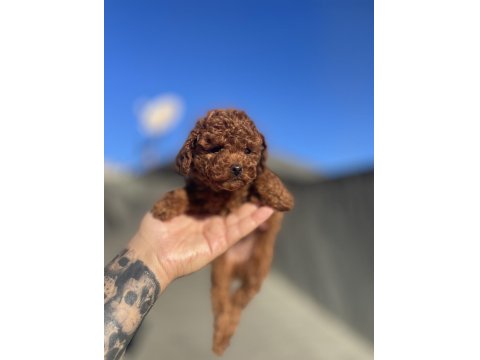 Red Brown Toy Poodle Yavrular