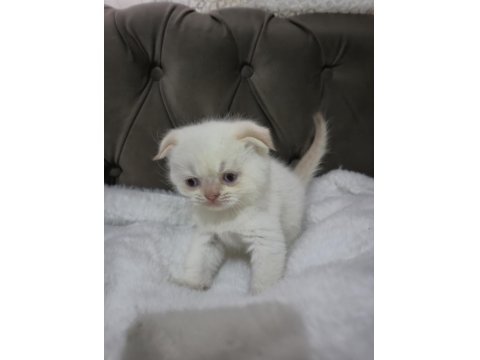 Scottish Fold Cinnamon
