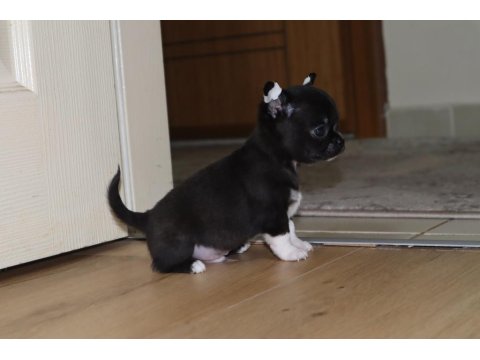 Kısa Tüylü Erkek Chihuahua