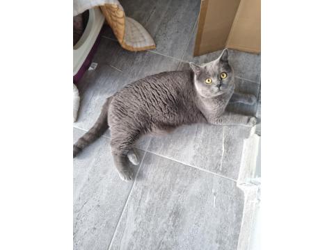 Sevgi Dolu British Shorthair 3.5 Yaşında