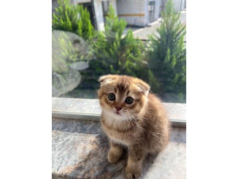 Kusursuz Güzellik Scottish Fold Yavrular