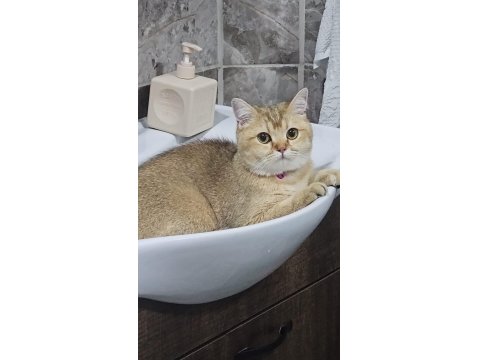 British Shorthair Golden Özel Irk Ny25 Black