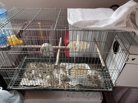 Çift Sultan Papağanı Açıklamayı Oku