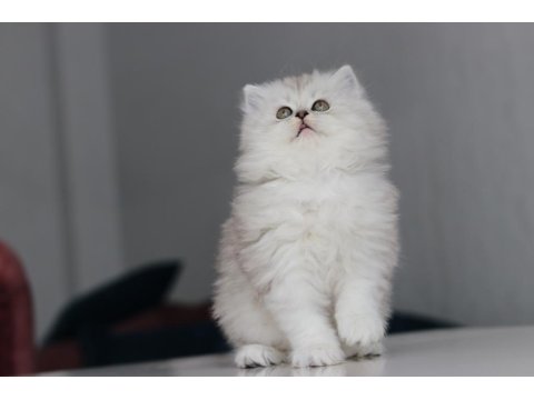 Full Şecereli Babadan Teslime Hazır British Longhair Dişi