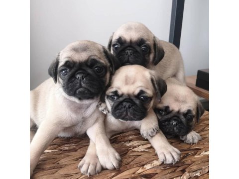 Namı Değer Pug Köpekler Rıfkı