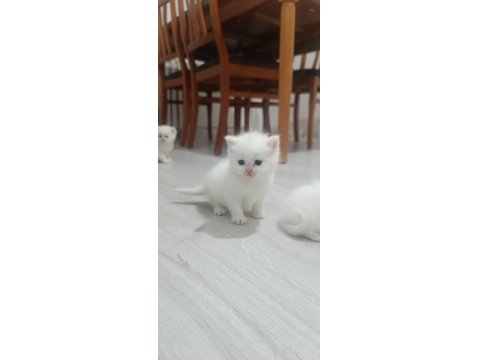 British Yavrular Sahiplendirilecektir