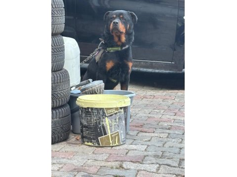 Hastasına Uyumlu Rottweiler Acill