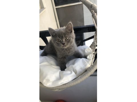 British Shorthair Yavruları