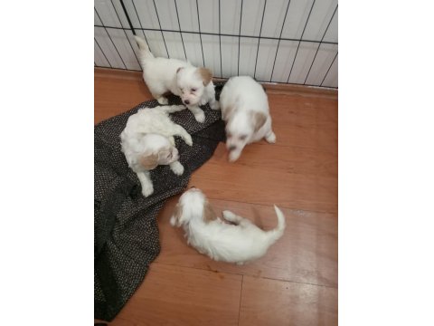 Acil Satılık Köpekler
