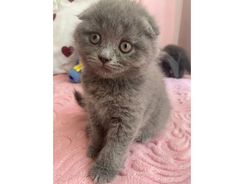 Bal Bebek Kediler Yeni Yuvalarını Arıyor