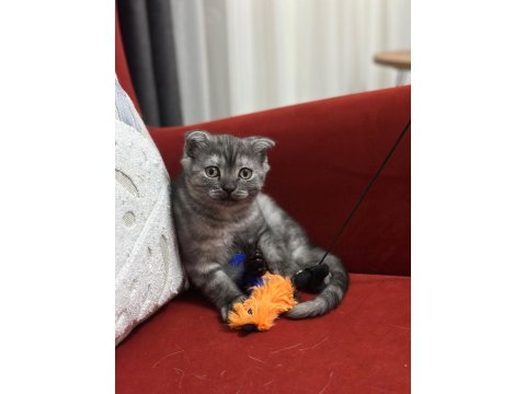 Boncuk Bakışlı Scottish Fold Kızım