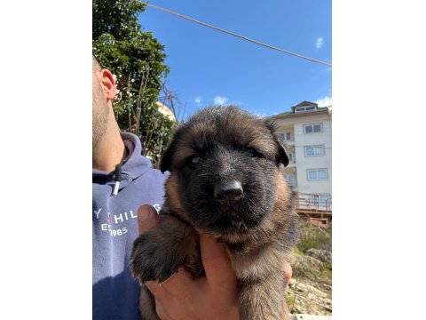 Orjinal Alman Kurdu Yavrusu