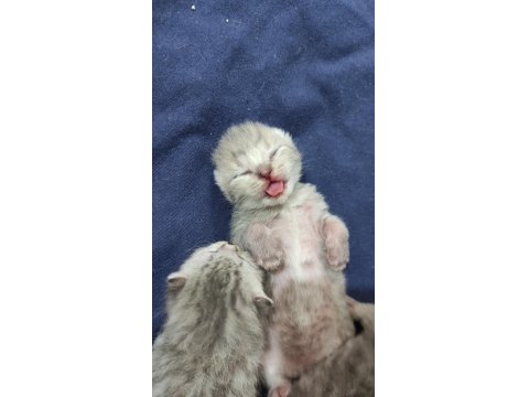 2 British Shorthair 1 Tane Scottish