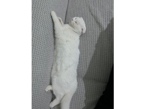 Pamuk Scottish Fold Kedim