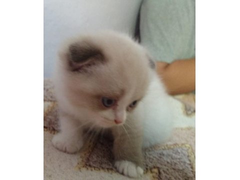 Scottish Shorthair Fold Bicolor