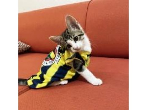 2 Sevimli Erkek Kardeş Kediye Sıcak Yuva Aranıyor!