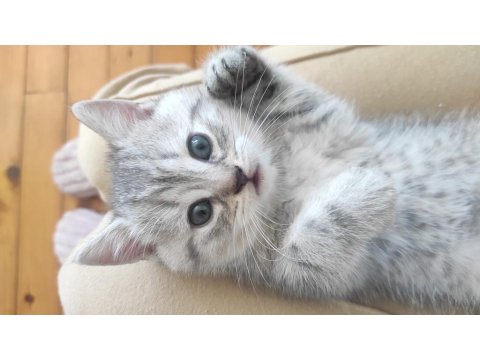 2 British Shorthair 1 Tane Scottish