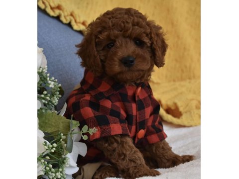 Irk Ve Sağlık Garantili Poodle Bebekler