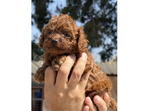 Toy Poodle Minik Kalplerin Büyük Neşesi!