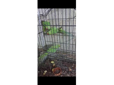 Ele Kola Alıştırmalık Konuşturmalık Yavru Pakistan