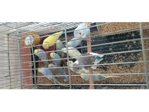25-35 Günlük Yavru - Damızlık Ve Yavru Garantili Muhabbet Kuşu Çiftler