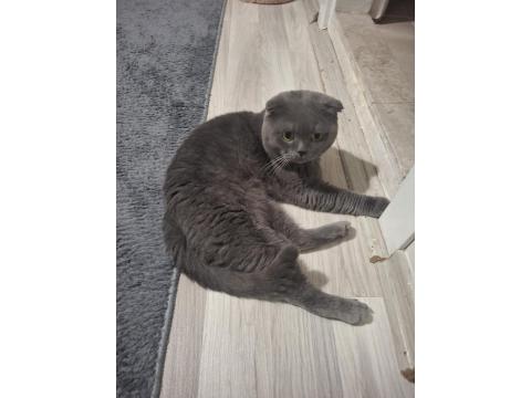 Kısırlaştırıp Sahiplendirilecek Scottish Fold