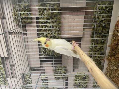 Yavru Sultan Papağanı