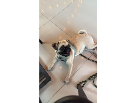 8 Aylık Dişi Çok Enerjik Çok Oyuncu Pug