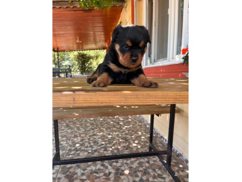 A Kalite Macar Kafa Rottweiler Bebek Köpekler