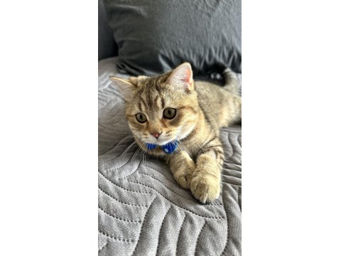 British Oğlumuz Oscar İçin İyi Bakabilecek Birini Arıyoruz