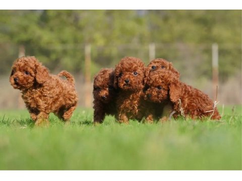Micro Ayarında Poodle Yavrularımız