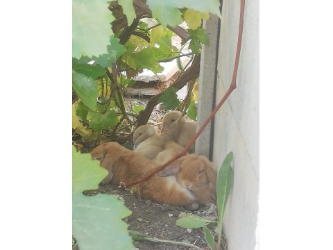 Mini Lop Orjinal Safkan Tavşan