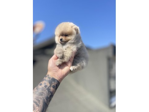 Ayı Surat Pomeranian Boo Yavrular