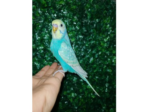 Akıllı Uysal Evin Yeni Üyesi Muhabbet Kuşu