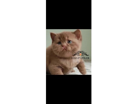 Dubai Çikolatası Tadında Chocolate British Shorthair