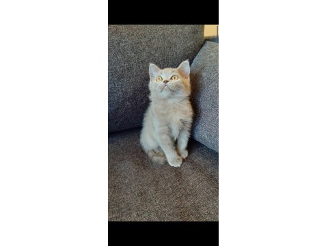 Gri Ve Lilac Renk Erkek Dişi British Shorthair Yavrular