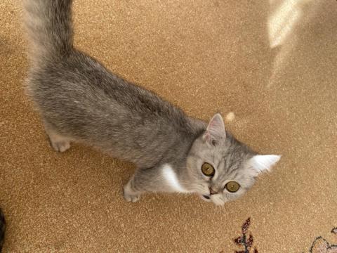 6 Aylık Dişi Kedimiz