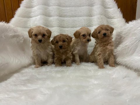 Harika Maltipoo Bebekler