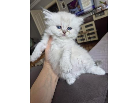Scottish Fold Yavru Antalya