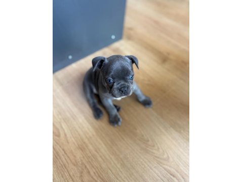 Blue French Bulldog