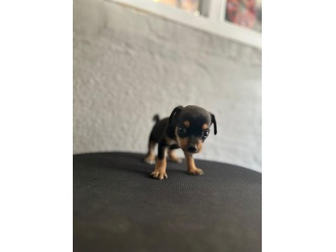 Safkan 0 Numara Minyatür Pinscher