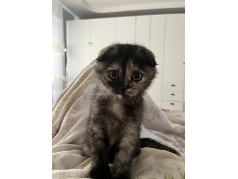 Scottish Fold Kedimizi Sahiplendirmek İstiyorum