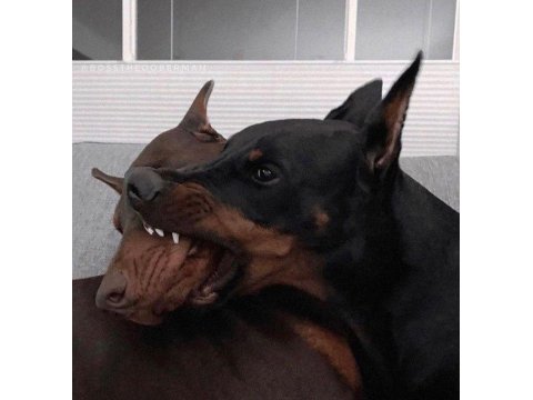 Sağlık Ve Irk Garantili Doberman Mermi